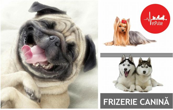 Imagine cupon oferta -
Special pentru catelul tau de companie!
Cosmetica completa canina : Tuns + Spalat + Vidat Glande perianale + Toaleta urechilor + Taiat Unghii + Masaj + Retusuri + Tratament pernute, incepand de la 69 lei in loc de 120 lei, doar la Cabinet Vet Pulse!