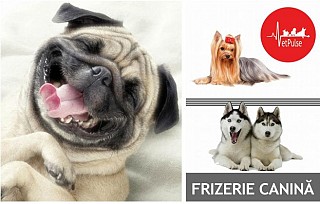 Reduceri Toaletare Animale Vouchere Veterinar Reduceri Vaccin